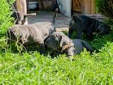 Собаки, щенята Мастіно неаполетано, ціна 28600 Грн., Фото