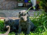 Собаки, щенята Мастіно неаполетано, ціна 28600 Грн., Фото