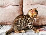Кошки, котята Бенгальская, цена 8500 Грн., Фото