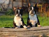 Собаки, щенята Бостонтерьер, ціна 40000 Грн., Фото