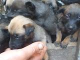 Собаки, щенки Бельгийская овчарка (Малинуа), цена 1000 Грн., Фото