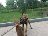 Собаки, щенки Бельгийская овчарка (Малинуа), цена 1000 Грн., Фото