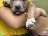 Собаки, щенята Американський стаффордширський тер'єр, ціна 8000 Грн., Фото