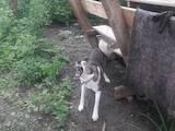 Собаки, щенята Західно-Сибірська лайка, ціна 2800 Грн., Фото