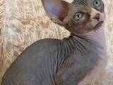 Кошки, котята Канадский сфинкс, цена 5500 Грн., Фото