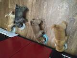 Собаки, щенки Шарпей, цена 5500 Грн., Фото
