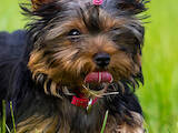 Собаки, щенята Йоркширський тер'єр, ціна 16000 Грн., Фото