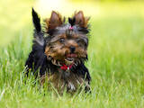 Собаки, щенки Йоркширский терьер, цена 16000 Грн., Фото