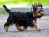 Собаки, щенята Йоркширський тер'єр, ціна 16000 Грн., Фото