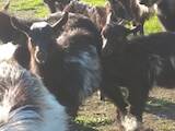 Тваринництво,  Сільгосп тварини Кози, ціна 300 Грн., Фото