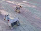 Собаки, щенята Йоркширський тер'єр, ціна 6500 Грн., Фото