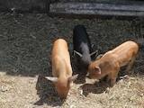 Животноводство,  Сельхоз животные Свиньи, цена 800 Грн., Фото