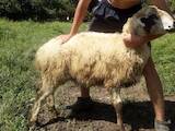 Животноводство,  Сельхоз животные Бараны, овцы, цена 3500 Грн., Фото