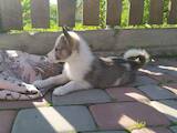 Собаки, щенята Східно-сибірська лайка, ціна 800 Грн., Фото