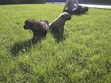 Собаки, щенята Іспанська мастіф, ціна 12000 Грн., Фото