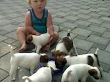 Собаки, щенки Гладкошерстный фокстерьер, цена 1200 Грн., Фото