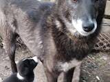 Собаки, щенки Русско-Европейская лайка, цена 500 Грн., Фото