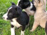 Собаки, щенки Русско-Европейская лайка, цена 500 Грн., Фото