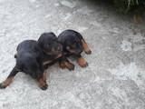 Собаки, щенята Ягдтер'єр, ціна 1 Грн., Фото