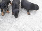 Собаки, щенки Ягдтерьер, цена 1 Грн., Фото