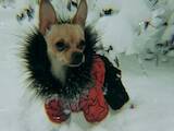 Собаки, щенята Російський гладкошерстий тойтерьер, ціна 500 Грн., Фото