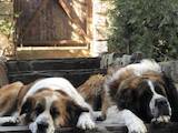 Собаки, щенки Московская сторожевая, цена 3500 Грн., Фото