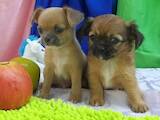 Собаки, щенки Чихуа-хуа, цена 3800 Грн., Фото