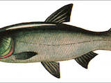 Продовольствие Рыба и рыбопродукты, цена 18 Грн./кг., Фото