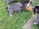 Собаки, щенята Дірхаунд, ціна 2000 Грн., Фото