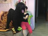 Собаки, щенята Чорний тер'єр, Фото