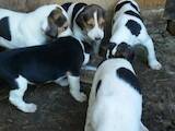 Собаки, щенята Російський хорт, ціна 1500 Грн., Фото