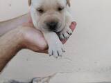 Собаки, щенята Шарпей, ціна 1000 Грн., Фото