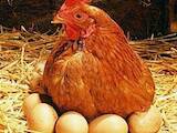 Продовольствие Яйца, цена 11 Грн., Фото