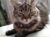 Кошки, котята Норвежская лесная, цена 3500 Грн., Фото