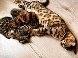 Кішки, кошенята Бенгальськая, ціна 13500 Грн., Фото