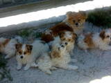Собаки, щенята Кольорова болонка, ціна 259 Грн., Фото