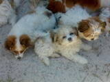 Собаки, щенята Кольорова болонка, ціна 259 Грн., Фото