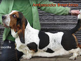 Собаки, щенята Бассет, ціна 30000 Грн., Фото