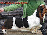 Собаки, щенята Бассет, ціна 30000 Грн., Фото