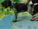 Собаки, щенята Німецька жорсткошерста лягава, ціна 3500 Грн., Фото