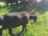 Тваринництво,  Сільгосп тварини Барани, вівці, ціна 10000 Грн., Фото
