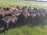 Животноводство,  Сельхоз животные Бараны, овцы, цена 10000 Грн., Фото