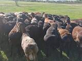 Тваринництво,  Сільгосп тварини Барани, вівці, ціна 10000 Грн., Фото