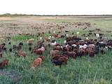 Животноводство,  Сельхоз животные Бараны, овцы, цена 10000 Грн., Фото
