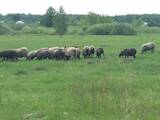 Животноводство,  Сельхоз животные Бараны, овцы, цена 4000 Грн., Фото