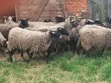 Тваринництво,  Сільгосп тварини Барани, вівці, ціна 4000 Грн., Фото