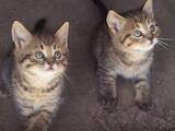 Кошки, котята Британская короткошерстная, цена 2 Грн., Фото