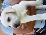 Собаки, щенята Лабрадор ретрівер, ціна 4700 Грн., Фото