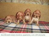 Собаки, щенки Английский коккер, цена 2900 Грн., Фото