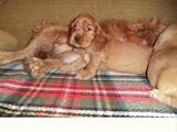 Собаки, щенята Англійський коккер, ціна 2900 Грн., Фото